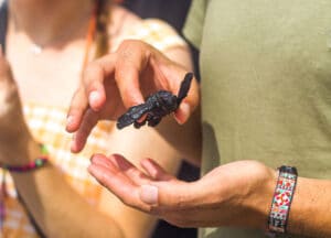 american-tourist-releasing-baby-sea-turtle-release-in-cangrejera